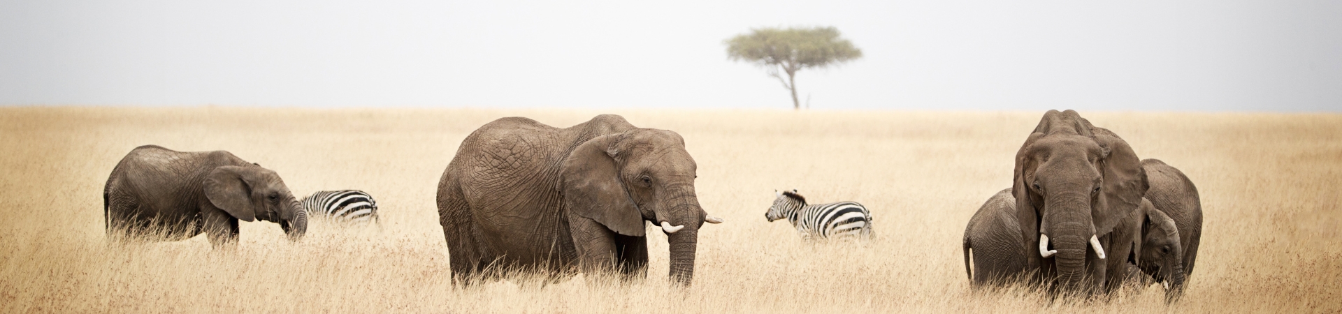 Holiday packages, Safari Tours & Hotels in Africa