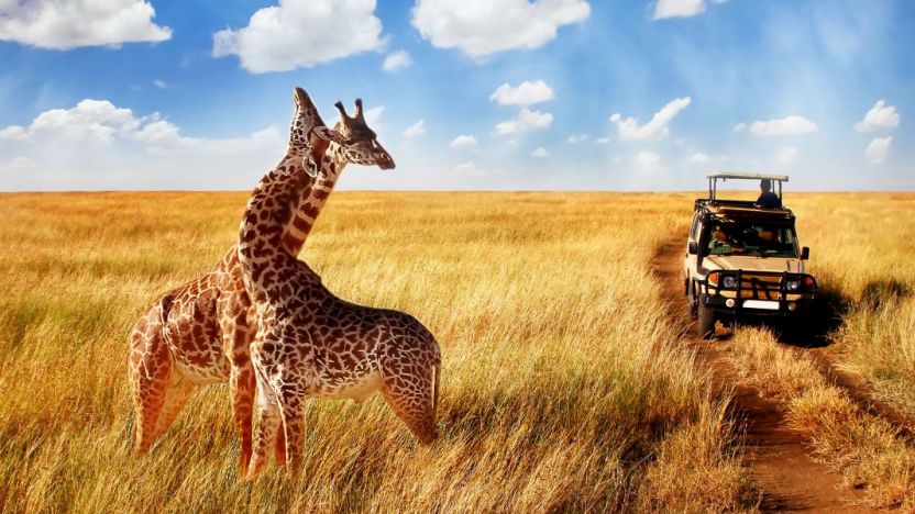 Giraffe Karibu Kenya