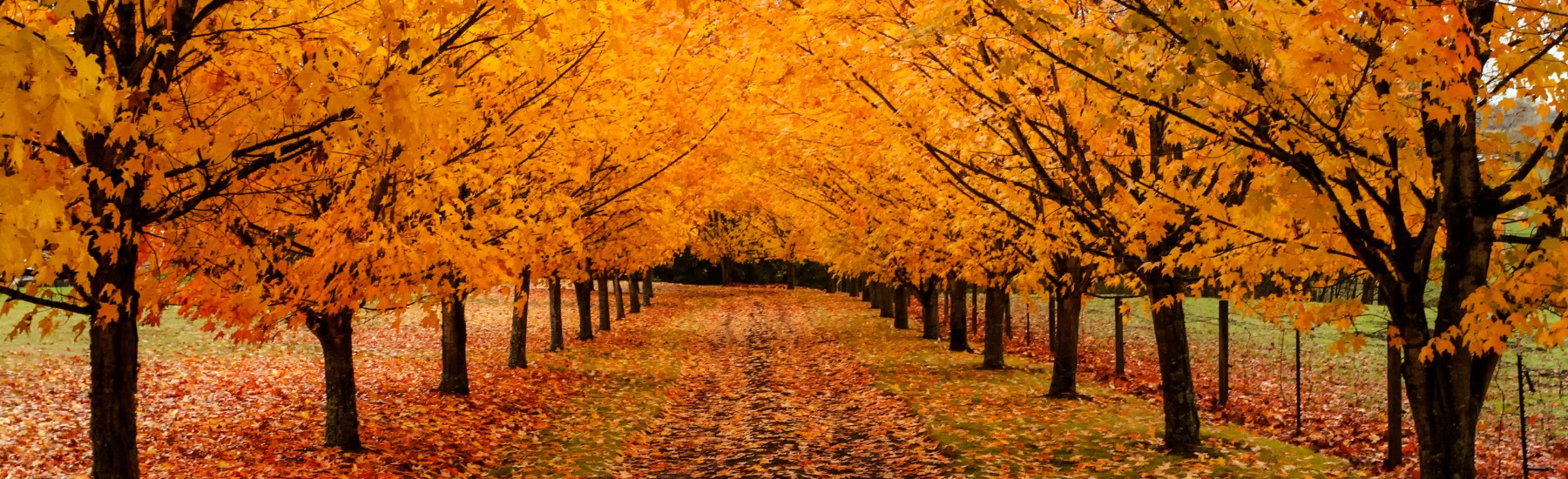 Orange autumn leaves
