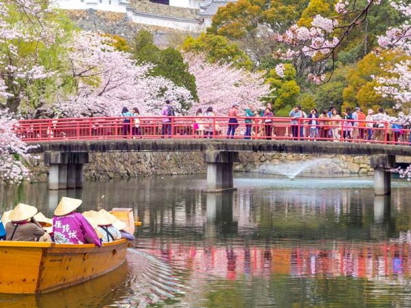 Cherry Blossom Season, Japan