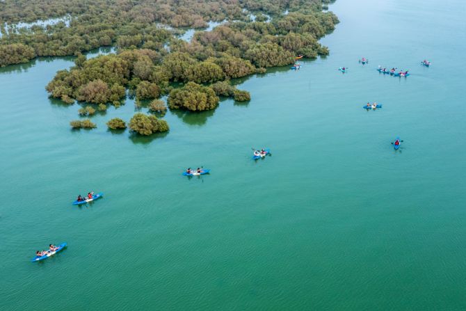 The Mangroves of Qatar