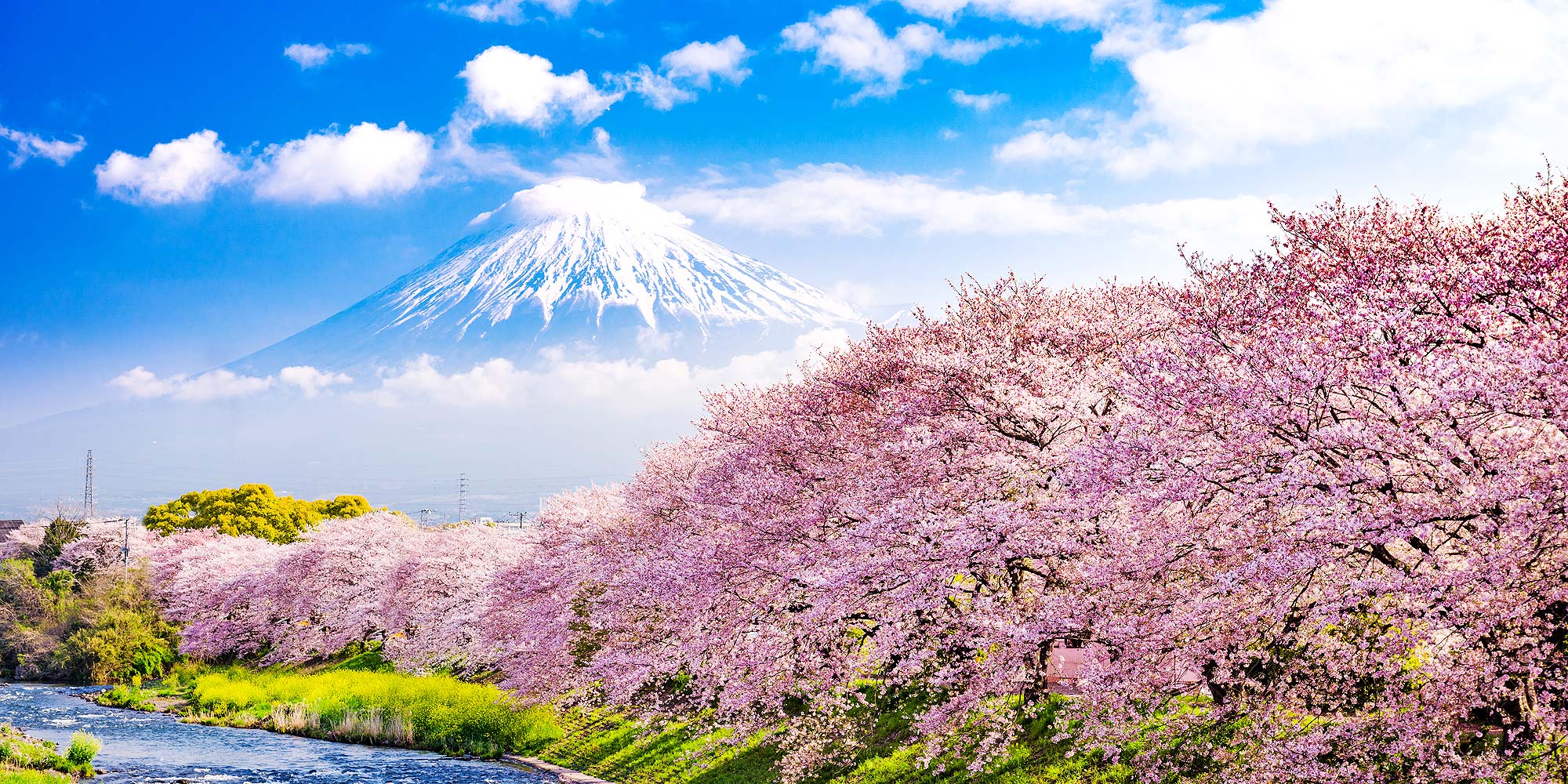 Mount Fuji Cherry Blossom Japan