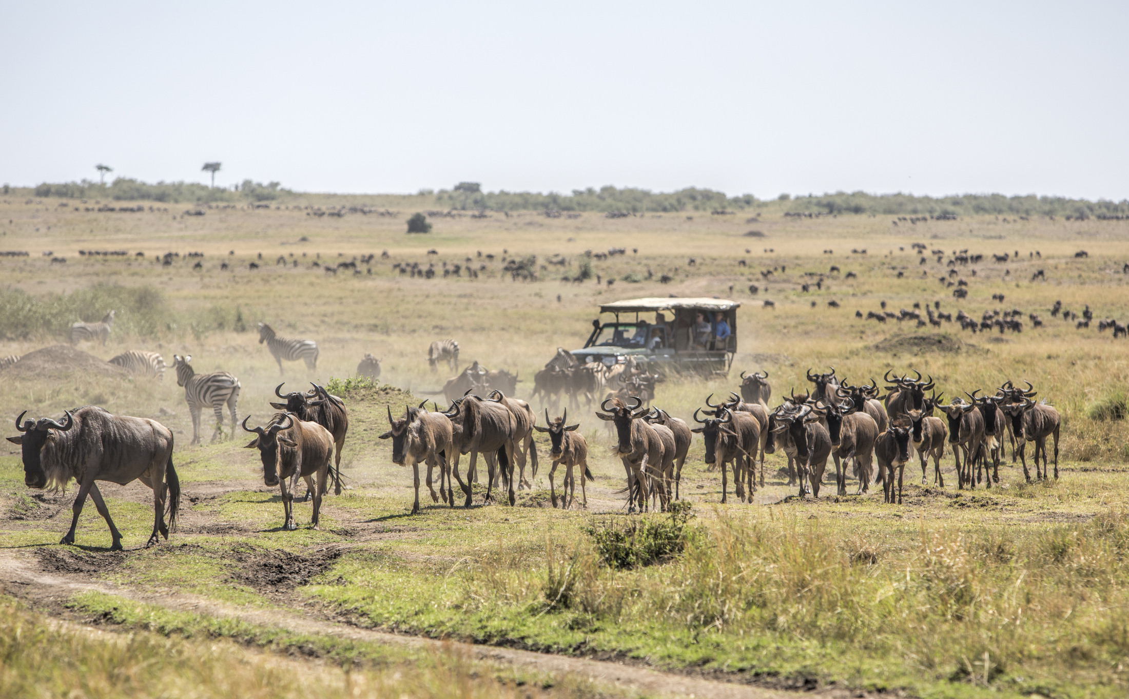 Lion Safari Karibu Kenya