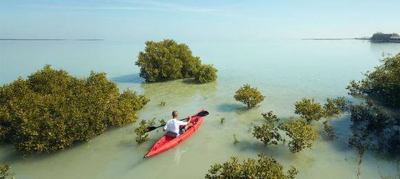 Kayaking at the Mangroves of Qatar