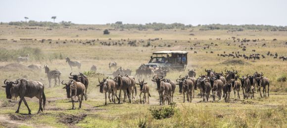 Lion Safari Karibu Kenya