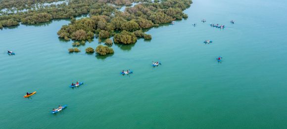 The Mangroves of Qatar