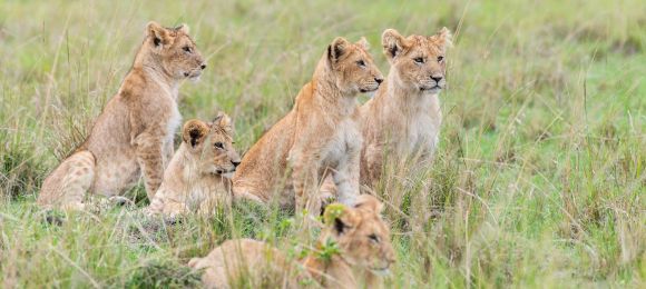 Elephants Karibu Kenya