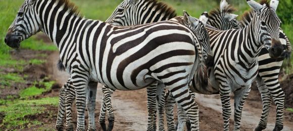 Flamingos Karibu Kenya
