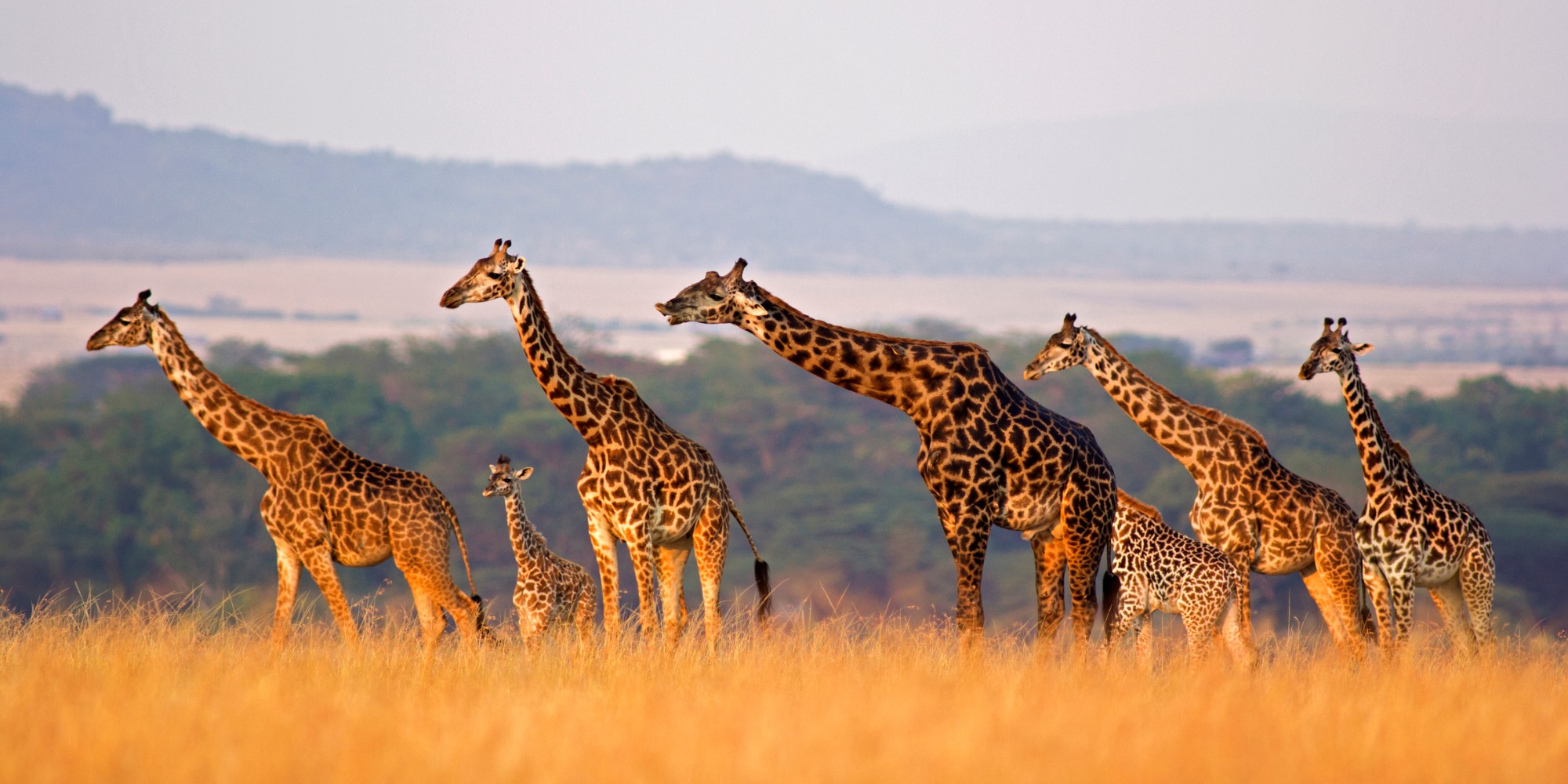 Holiday packages & Hotels in Kenya 