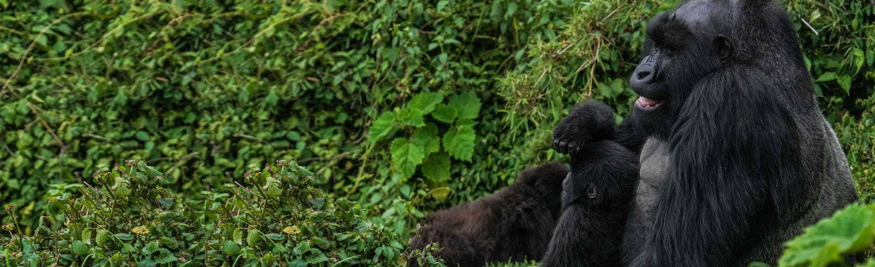 Holiday packages & Hotels in Rwanda